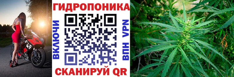 Конопля сатива  Минеральные Воды 